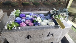 紫陽花の手水舎...