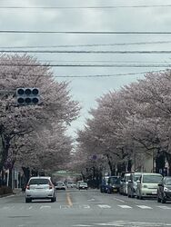 鹿沼 さつき大通りの桜並木 鹿沼市の植物園 花 樹木 栃ナビ 鹿沼 さつき大通りの桜並木 鹿沼市の植物園 花 樹木 栃ナビ