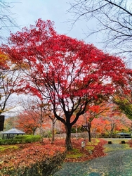 紅葉の最盛期で...