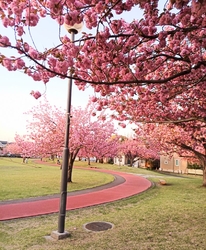 八重桜が満開で...