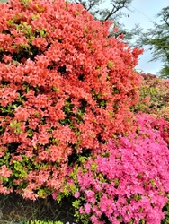 公園に入ってす...