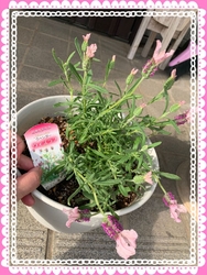 お花の季節春が...