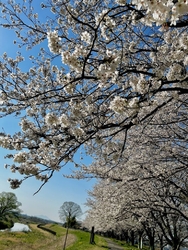 近くの｢石井桜...
