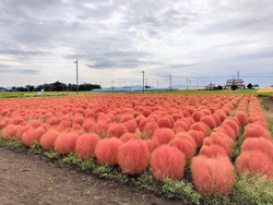 赤く紅葉したコ...