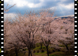 桜を観に、大平...