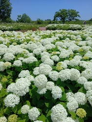 今日は、6月1...