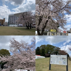小山市役所の北...