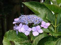 紫陽花の花を見...