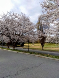 今年も桜の季節...