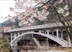 桜の咲く中での...