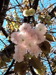 天平の花まつり...