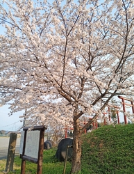真岡市の城山公...