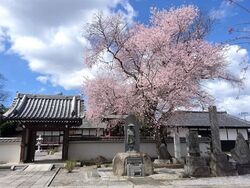 こちらの桜（ヒ...