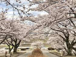 今年はお彼岸の...