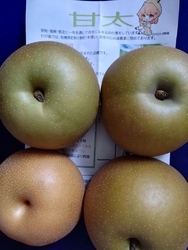 今回は珍しい品...