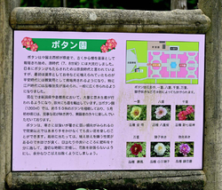 ボタンの花...