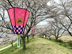 わんこ散歩つい...