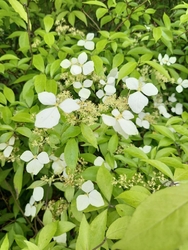 開園が４月中旬...