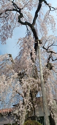 ここのしだれ桜...