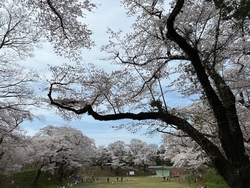 栃ナビで桜の見...