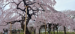 今日は、3月3...