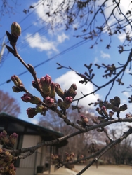 宇都宮で桜の開...