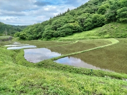 「日本の棚田百...
