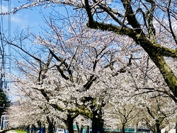 今年は、少し早...