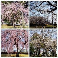 公園では学童野...