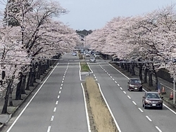 今年も満開の桜...