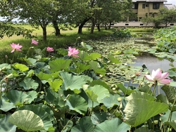 ハスと睡蓮の花...