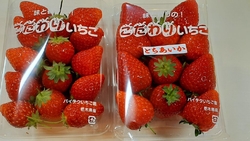 友達が持ってき...