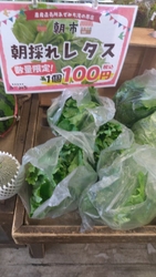 本日は朝市の開...