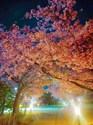 友達から河津桜...