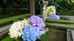 紫陽花を見に行...