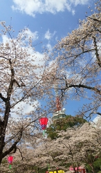 満開でした！お...