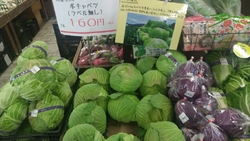 冬キャベツが大...