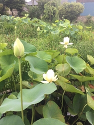 蓮の花が咲いて...