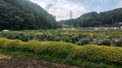 色とりどり、こ...