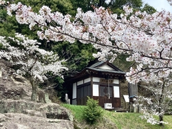 満開の桜がお堂...
