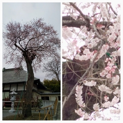 本堂前に立つ野...