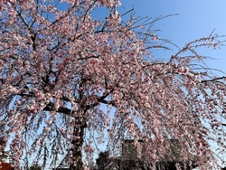 枝垂れ桜が見頃...