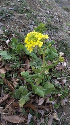 【ふれあい】で...