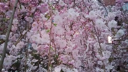 枝垂れ桜が見頃...