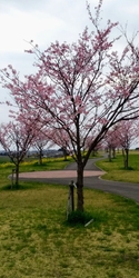 コチラの思川桜...