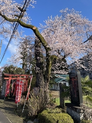 大田原のソメイ...
