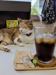 かわいい猫ちゃ...