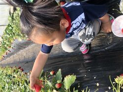 井頭観光いちご園 真岡市の果物 野菜狩り 栃ナビ 井頭観光いちご園 真岡市の果物 野菜狩り 栃ナビ