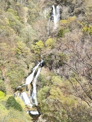アカヤシオと滝...