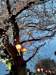 毎年、桜が咲く...